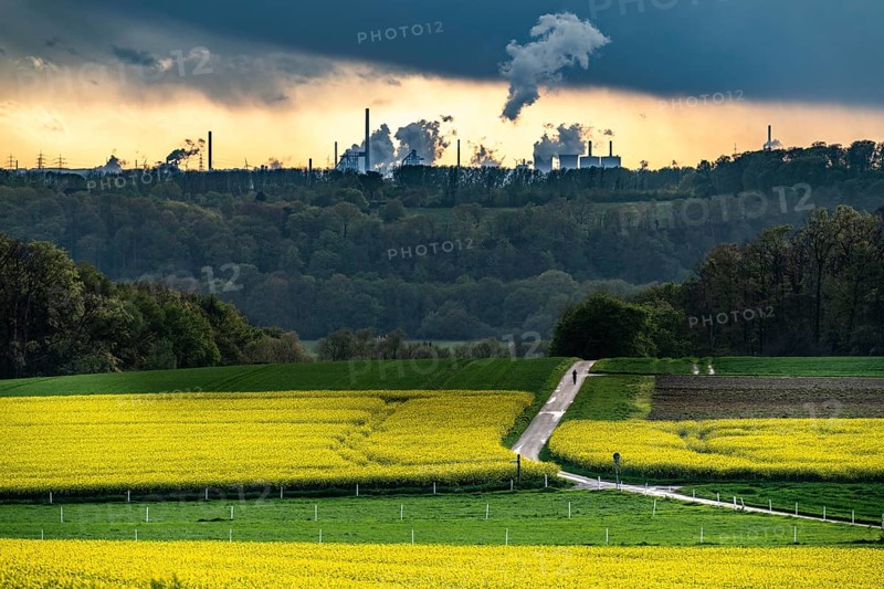 View over Mülheim an der Ruhr, Ickten, rape fields, over the Ruhr heights, to Duisburg-Hüttenheim, steelworks, blast furnaces, coking plant, of the Krupp-Mannesmann steelworks, HKM, North Rhine-Westphalia, Germany, Europe