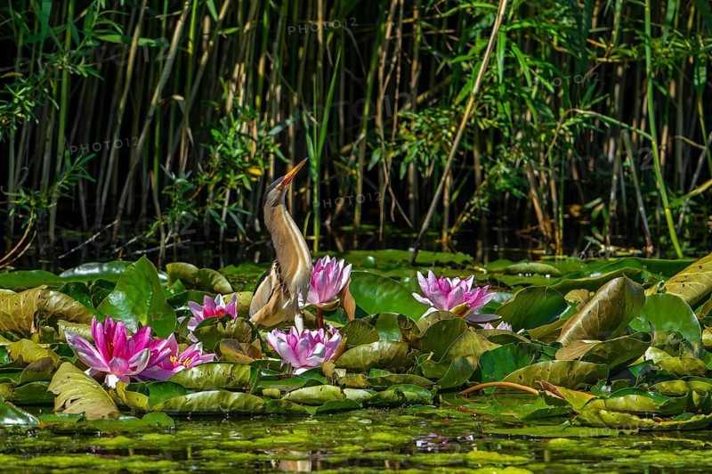 Common little bittern (Ixobrychus minutus, Ardea minuta) adult male resting among water lilies, waterliles in marshland in spring, AI generated