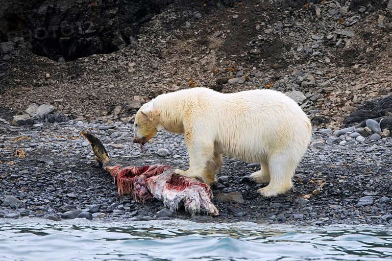 Fat collared polar bear (Ursus maritimus) with radio collar, GPS tracker eating from beached dolphin carcass along the Svalbard coast, Spitsbergen