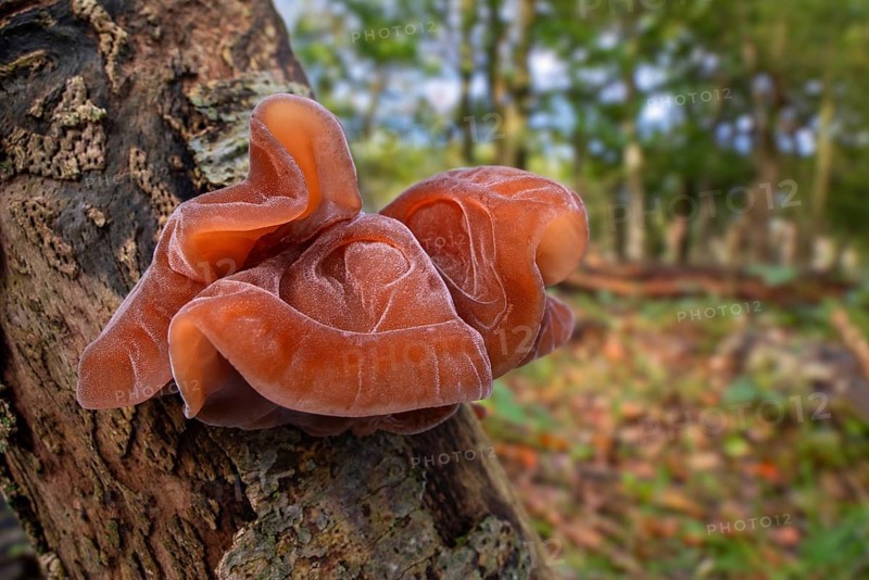 Wood ear, jelly ear fungus, Jew's ear (Auricularia auricula-judae, Tremella auricula) fruit body on tree stump in forest in autumn, fall