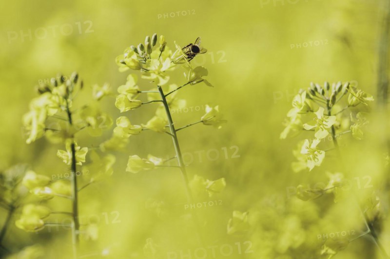 Bee on a rape blossom, photographed in Waldhufen, 12/04/2024