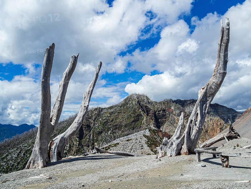 Ash covered slopes of the volcano Chaiten, dead trees of the eruption of 2008, at end of hiking trail up to the crater, Park Pumalin, Patagonia, Chile, South America