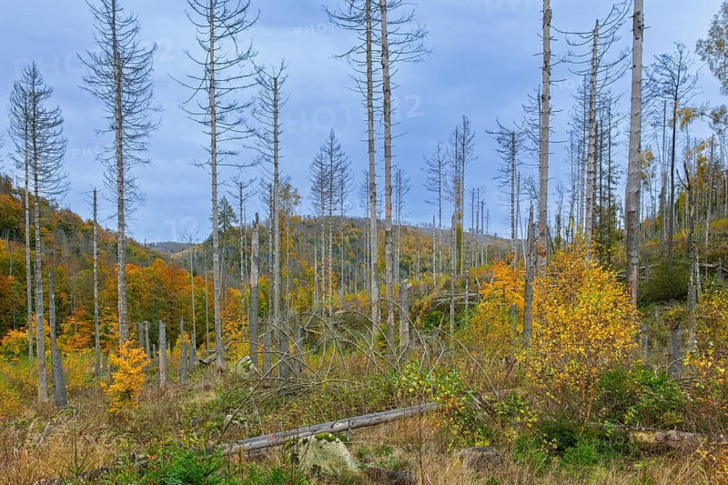Dead spruce trees, destruction in forest caused by European spruce bark beetle (Ips typographus) infestation in Harz Mountains, Saxony-Anhalt, Germany, Europe