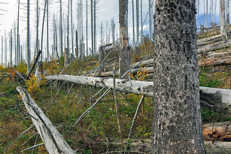 Dead spruce trees, destruction in forest caused by European spruce bark beetle (Ips typographus) infestation in Harz Mountains, Saxony-Anhalt, Germany, Europe
