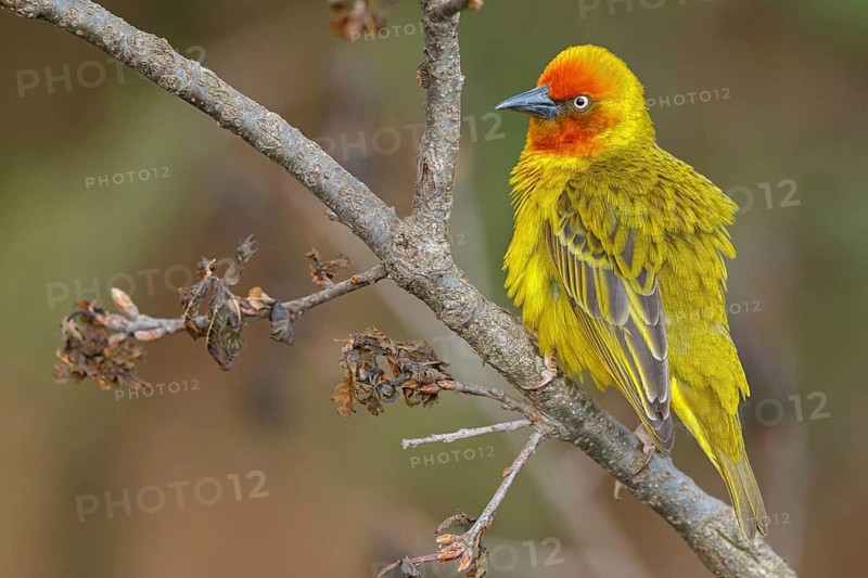 Cape weaver (Ploceus capensis), West Coast National Park, Langebaan, Western Cape, South Africa, Africa