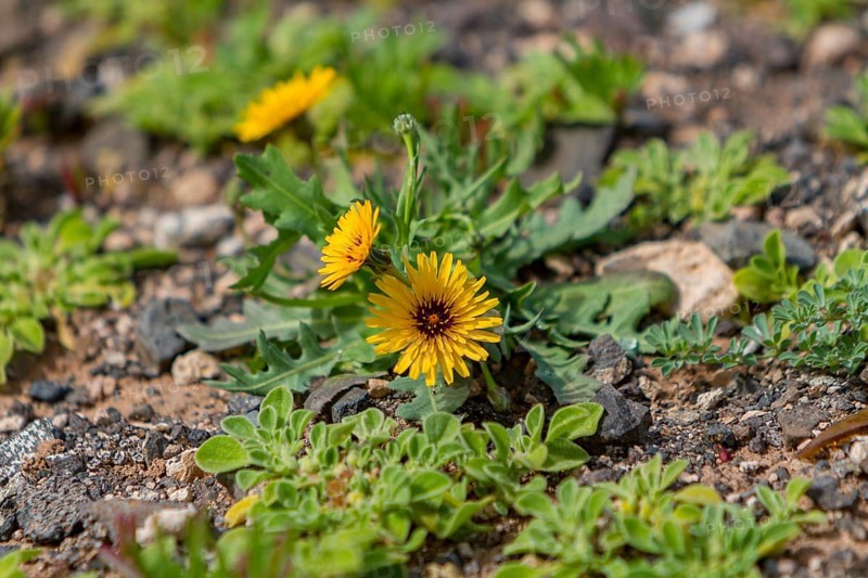 False sowthistle (Reichardia tingitana), Fuerteventura, Canary Island, Spain, Europe
