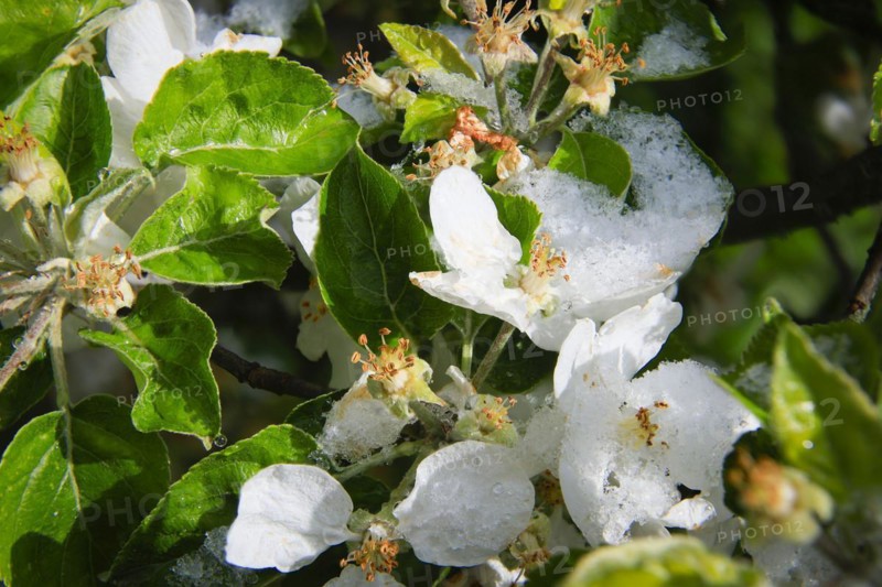 Apple blossoms on a tree in an orchard in the Eastern Ore Mountains. A cold snap led to late snowfall in the low mountain range and jeopardised numerous crops. However, snow also protects the blossoms, as it cannot get lower than zero degrees under the snow cover, Bannewitz, Saxony, Germany, Europe