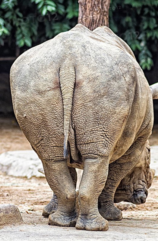 A bottom of the rhinoceros in a zoo of Singapore