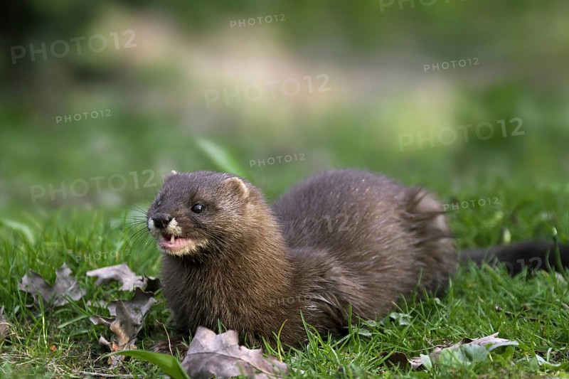 European mink (Mustela lutreola) portrait, Germany, Europe