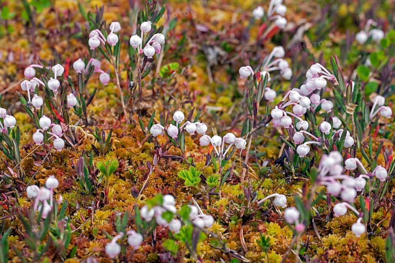 Bog-rosemary (Andromeda polifolia) in flower in Sweden, native to northern parts of the Northern Hemisphere