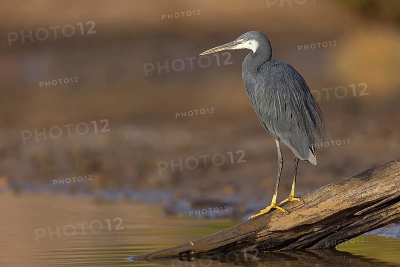 Great Egret, (Egretta gularis), foraging, Raysut, Salalah, Dhofar, Oman, Asia