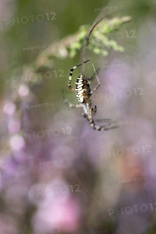 Wasp spider (Argiope bruennichi), Emsland, Lower Saxony, Germany, Europe
