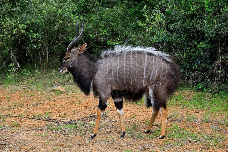 Nyala (Tragelaphus angasii), adult, male, foraging, Saint Lucia Estuary, Isimangaliso Wetland Park, Kwazulu Natal, South Africa, Africa
