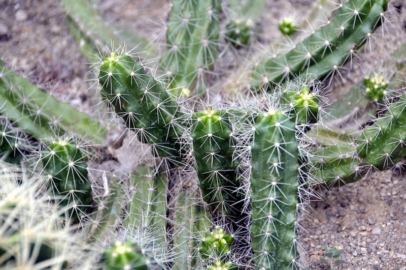 Hedgehog columnar cactus, Encephalartos berlandieri, Mexico, Central America