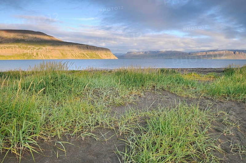 Beach grass, beach, Hesteyri, Hesteyrarfjörður or Hesteyrarfjördur, Hornstrandir, Westfjords, Iceland, Europe
