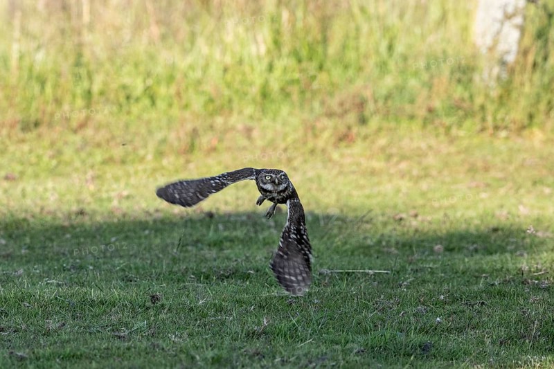 Little owl (Athene noctua), flying, Emsland, Lower Saxony, Germany, Europe