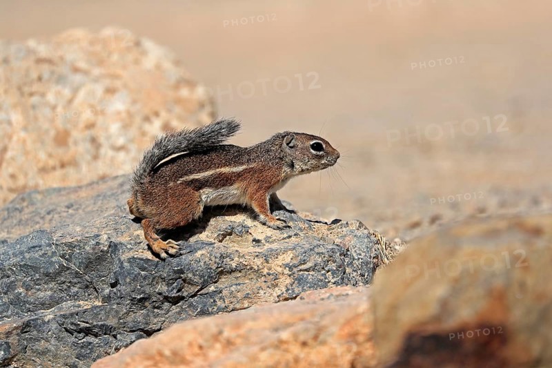 Antelope gopher, (Ammospermophilus harrisii), adult, on tree, foraging, Sonoran Desert, Arizona, North America, USA, North America