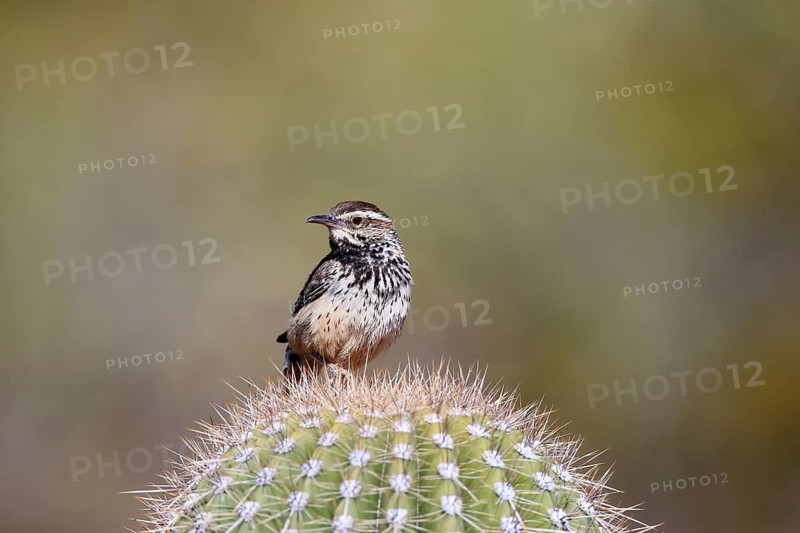 Cactus wren (Campylorhynchus brunneicapillus), adult, on cactus, Sonoran Desert, Arizona, North America, USA, North America
