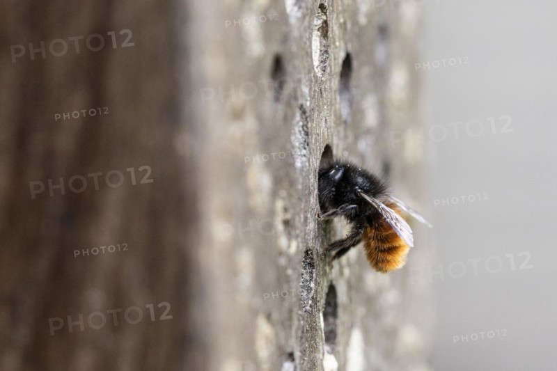Hornfaced bee (Osmia cornuta), Emsland, Lower Saxony, Germany, Europe