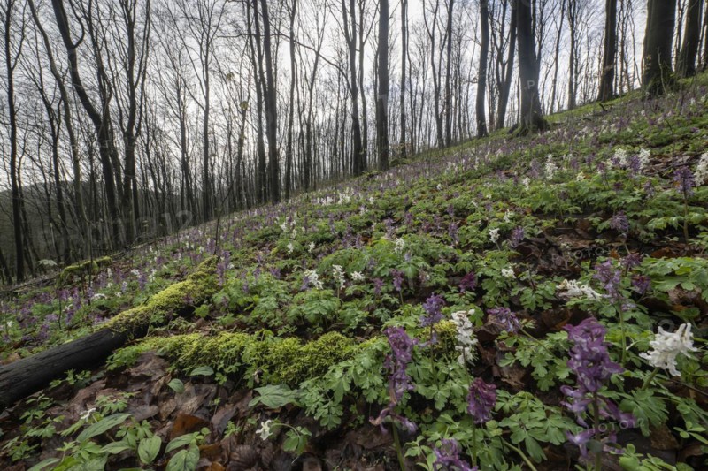 Hollow larkspur (Corydalis cava), Bad Iburg, Lower Saxony, Germany, Europe