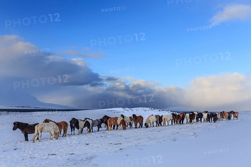A herd of Icelandic horses standing in a snowstorm on the coast, winter, Akureyri, North Iceland, Iceland, Europe