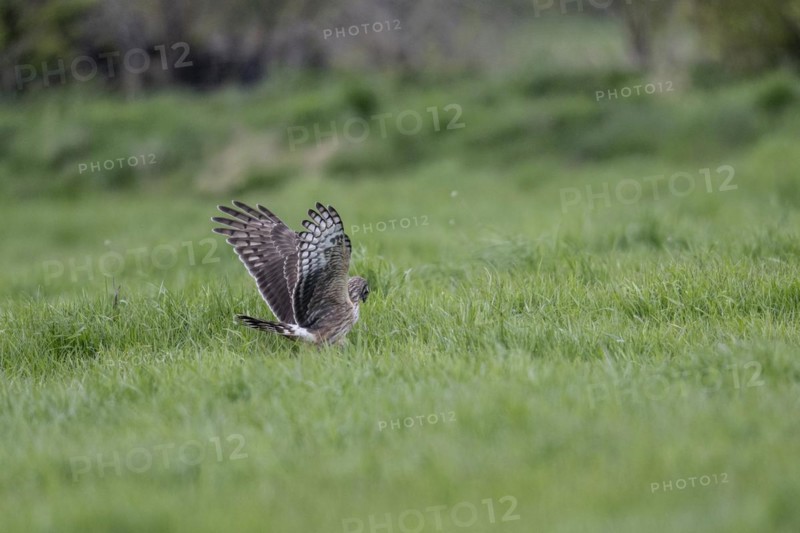 Hen harrier (Circus cyaneus), Emsland, Lower Saxony, Germany, Europe