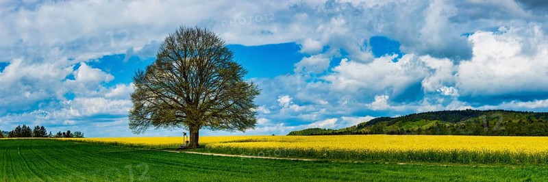 Lime tree (Tilia) on the Hödinger Berg, Hödingen, Lake Constance district, Upper Swabia, Baden-Württemberg, Germany, Europe