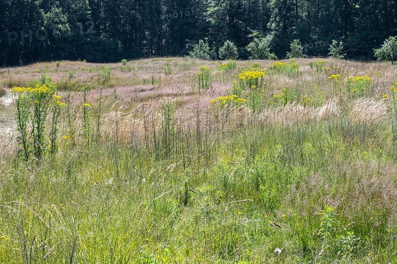 Extensive meadow with St James' ragwort (Senecio jacobaea) and flowering grasses, Emsland, Lower Saxony, Germany, Europe