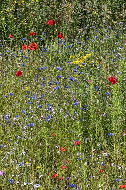 Flower meadow with poppy flower (Papaver rhoeas) and cornflowers (Centaurea cyanea), Emsland, Lower Saxony, Germany, Europe
