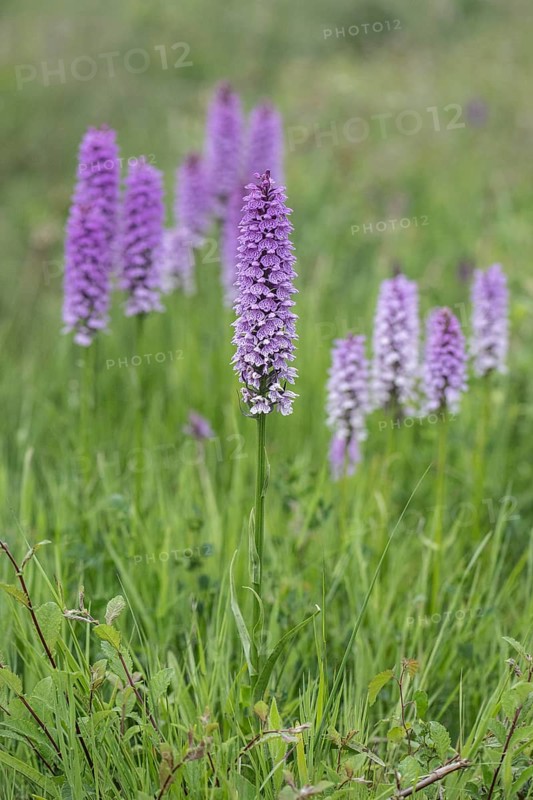 Southern marsh orchid (Dactylorhiza praetermissa), Emsland, Lower Saxony, Germany, Europe