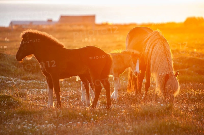 Icelandic horses (Equus islandicus) in the light of the midnight sun, Hofsos or Hofsós, Skagafjörður, Norðurland, Iceland, Europe
