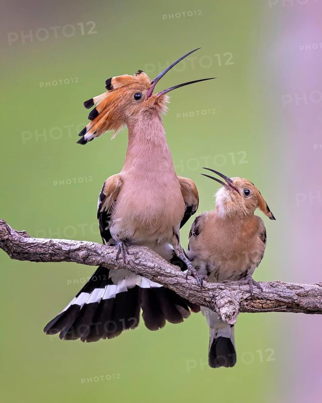 Hoopoe (Upupa epops) Bird of the Year 2022, courtship, mating, pair, male, female, bridal gift, interaction, erected bonnet, sunrise, Middle Elbe Biosphere Reserve, Saxony-Anhalt, Germany, Europe