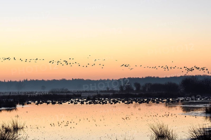White-fronted goose (Anser albifrons), crane (Grus grus), geese at roost, shortly in front of departure, cranes taking off above, in front of sunrise, Dingdener Heide nature reserve, North Rhine-Westphalia, Germany, Europe