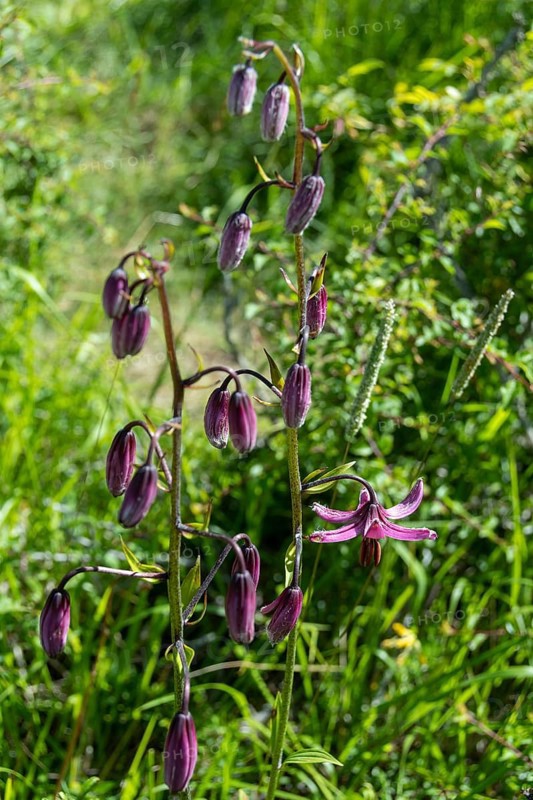 Close-up of a martagon lily (Lilium martagon), Sancy Massif, Auvergne-Rhone-Alpes, France, Europe