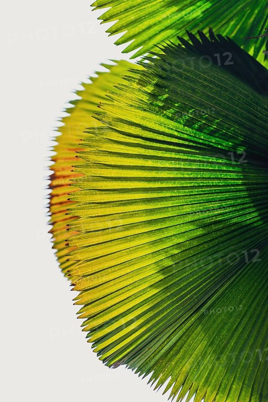 Palm leaf in transmitted light, leaf, palm, transparent, plant, flora, tropical, texture, background, design, Bali, Indonesia, Asia