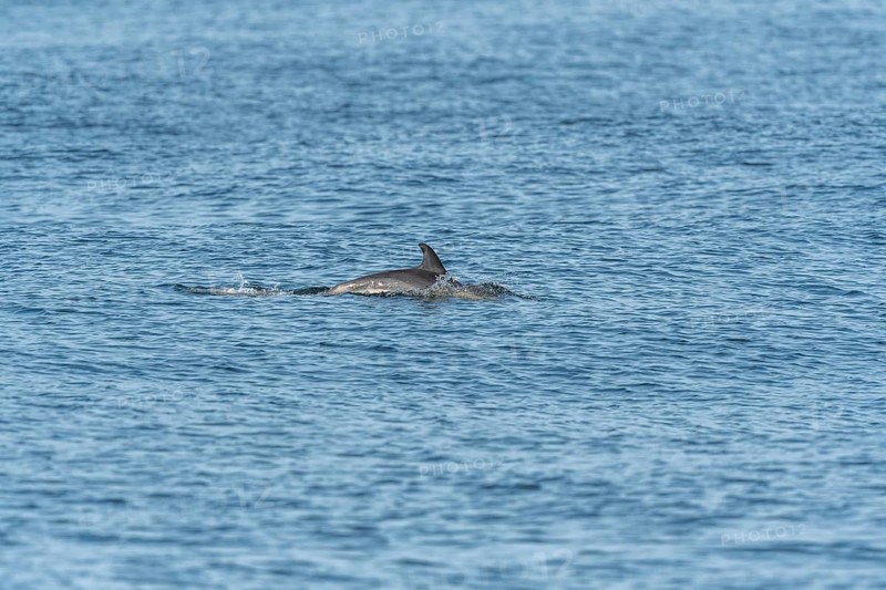 Common dolphin (Delphinus delphis) swimming on the surface of the water in the Iroisee. Finistere, Brittany, France, Europe
