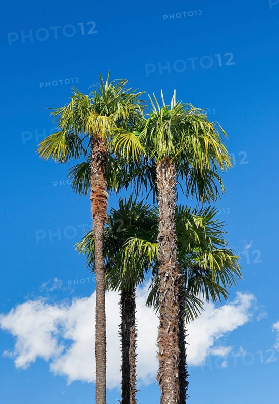 Palm trees against a blue sky in Ascona, Canton Ticino, Switzerland, Europe