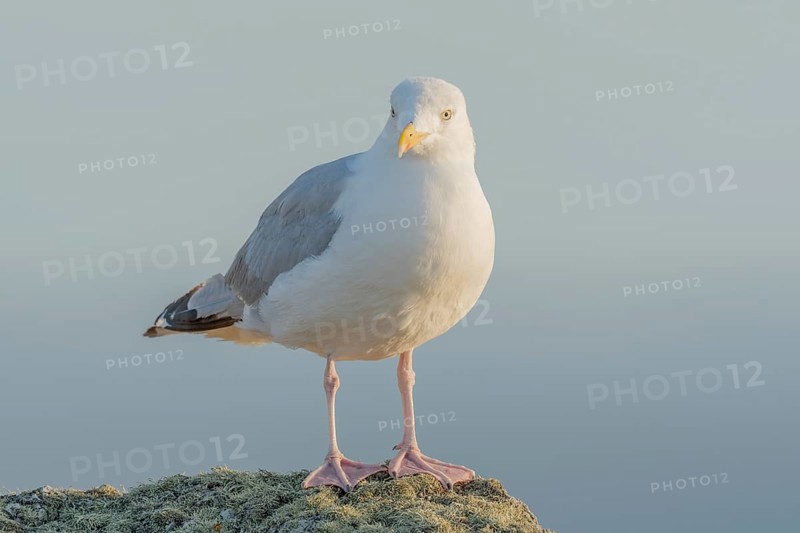 Portrait of a herring gull (Larus argentatus) in the cliffs of the Atlantic Ocean. Camaret, Crozon, Finistere, Brittany, France, Europe