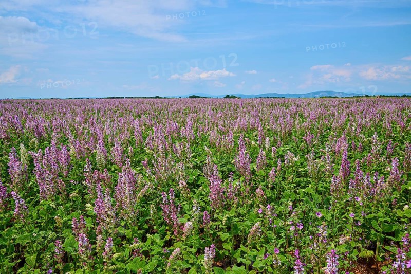 Clary sage field on a sunny day with a slightly overcast sky, summer, Valensole, Alpes-de-Haute-Provence, Provence-Alpes-Cote d'Azur, France, Europe