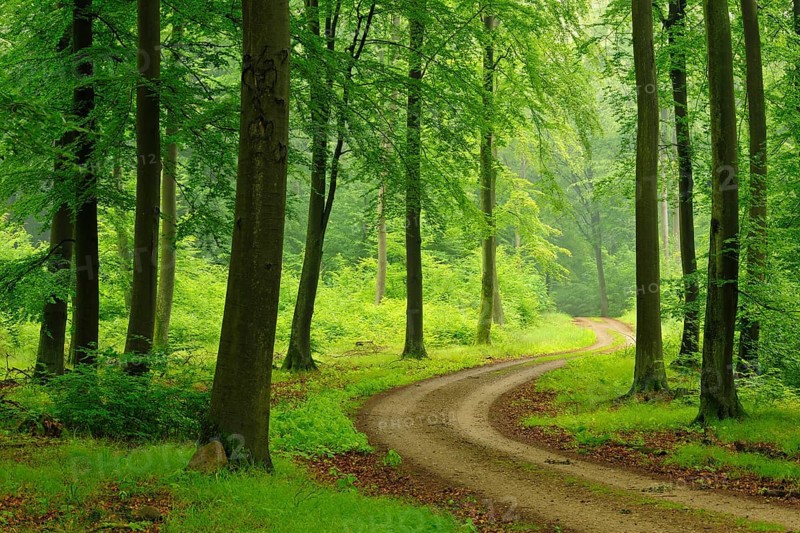 Hiking trail through green beech forest to the Heilige Hallen, natural forest reserve in the Feldberger Seenlandschaft nature park Park, Mecklenburg-Western Pomerania, Germany, Europe