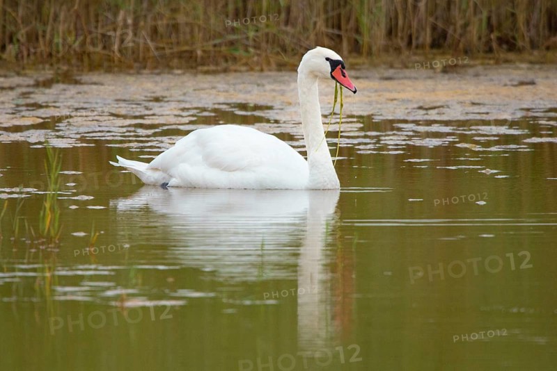 A swan swims calmly through the still lake, Lake Neusiedl National Park, Burgenland, Austria, Europe