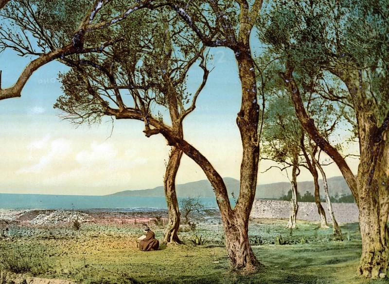 Olive trees, Menton on the Riviera, France, c. 1895, Historic, digitally restored reproduction from a 19th century original, Record date not stated, Europe