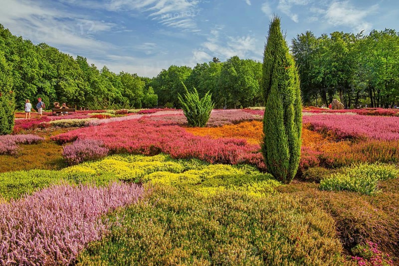 Heather garden with many varieties of heather from all over the world, Schneverdingen, Lüneburg Heath, Lower Saxony, Germany, Europe