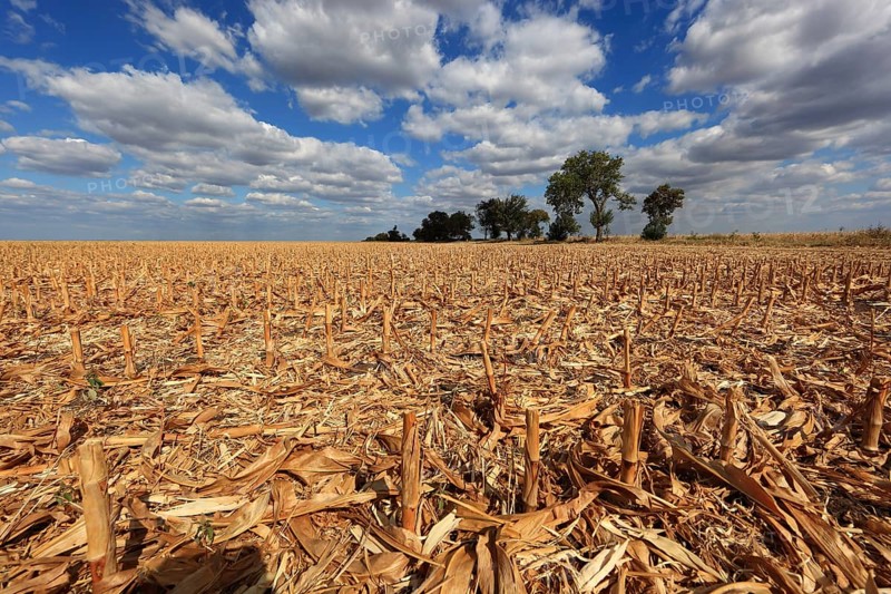 Romania, in the south of the country, maize field after harvest, harvested, stubble field, Europe