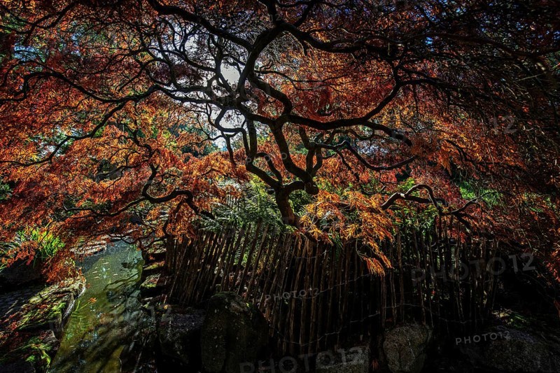 Fan maple (Acer palmatum), picket fence, autumn colours, backlight, Japanese Garden, Zoological City Garden, Karlsruhe, Baden-Württemberg, Germany, Europe
