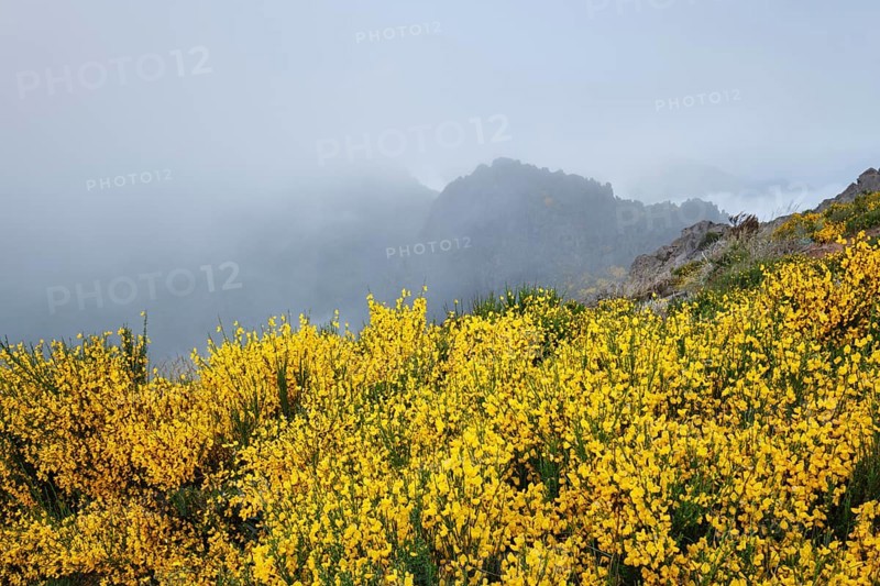 View of Madeira mountains in clouds with blooming Cytisus shrubs on sunset. Madeira island, Portugal, Europe