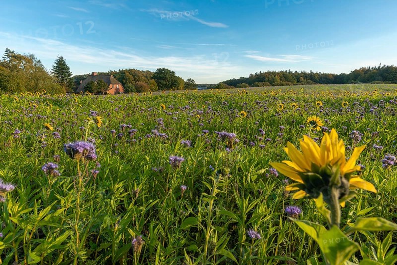 Thatched roof house in Muxal, field with purple-violet flowering catch crop phacelia and sunflowers, autumn, landscape Probstei, Schleswig-Holstein, Germany, Europe