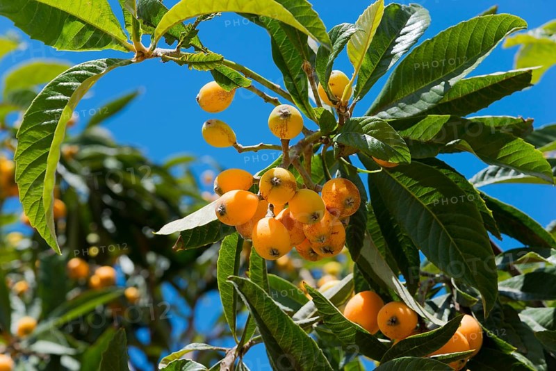 Branch with yellow fruits and green leaves against a bright blue sky in the sun, Japanese loquat (Eriobotrya japonica), Japanese medlar, loquat, Mispero, Nespolo, Nispero, Medlar, Spain, Europe