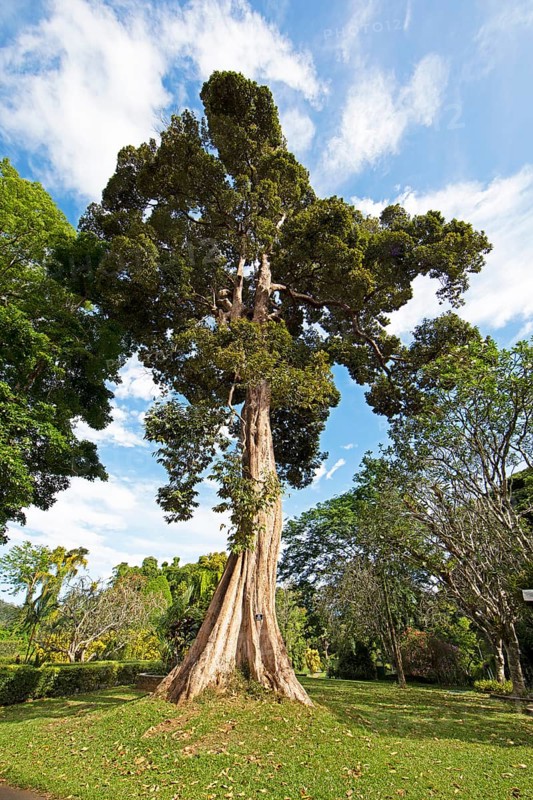 Durian tree (Durio zibethinus) in the Royal Botanic Gardens, Kandy, Central Province, Sri Lanka, Asia
