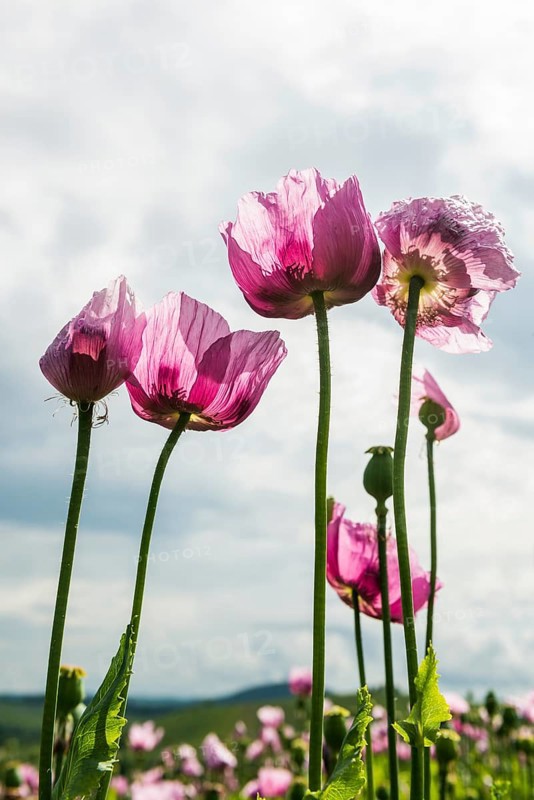 Opium poppy (Papaver somniferum), opium poppy field, Erlenbach, near Heilbronn, Baden-Württemberg, Germany, Europe